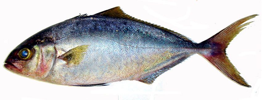 Seriola fasciata_010.jpg